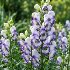 Aconitum 'bicolor' - prilbica - Aconitum 'Bicolor' 