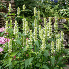 Agastache 'alabaster' - Agastache 'Alabaster'