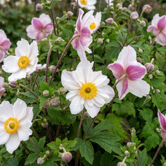 Anemone 'dainty swan' - veternica - Anemone 'Dainty Swan'
