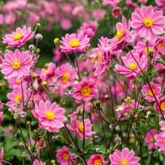 Anemone 'prinz heinrich' - veternica - Anemone 'Prinz Heinrich' 