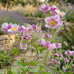 Anemone 'september charm' - veternica - Anemone 'September Charm'
