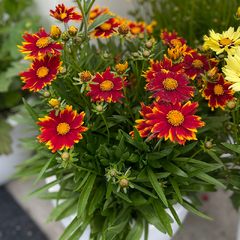 Coreopsis 'solar jewel'- kráska - Coreopsis_Solar_Jewel_1