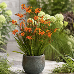 Crocosmia 'bressingham dark fires' - montbrécia - Crocosmia 'Bressingham Dark Fires'
