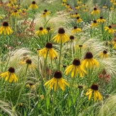 Echinacea paradoxa - echinácea - Echinacea paradoxa