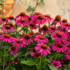 Echinacea 'purple towers' - echinácea - Echinacea 'Purple Towers'