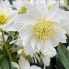 Helleborus 'tineke' - čemerica - Helleborus 'Tineke'  (1)