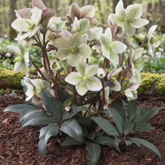 Helleborus 'winter sunshine' - čemerica k1l - Helleborus 'Winter Sunshine' 
