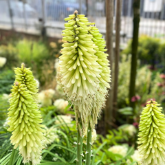 Kniphofia 'lemon popsicle' - fakľovka - 9250279 Kniphofia 'Lemon Popsicle' 02