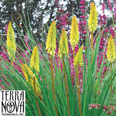 Kniphofia 'pineapple popsicle' - 9250282 Kniphofia 'Pineapple Popsicle' 01