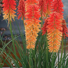 Kniphofia 'poco sunset'- fakľovka - 9251000 Kniphofia 'Poco Sunset' 01