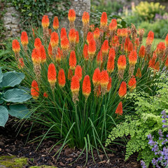 Kniphofia 'pyromania backdraft' - fakľovka - Kniphofia 'Pyromania Backdraft' 