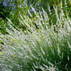 Lavandula 'alba' - levanduľa - Lavandula 'Alba'