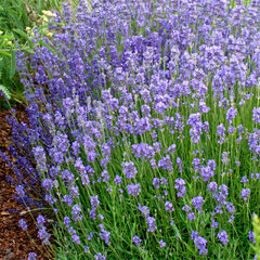 Lavandula 'dwarf blue' - levanduľa - Lavandula 'Dwarf Blue'