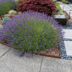 Lavandula 'grosso' - levanduľa - Lavandula 'Grosso' 