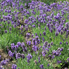 Lavandula 'lavici blue' - levanduľa - Lavandula Lavici Blue