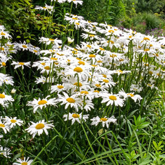 Leucanthemum 'silberprinzessche' - margaréta - Leucanthemum 'Silberprinzessche'