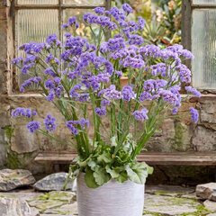 Limonium 'sinzii blue' - limonka - Limonium 'Sinzii Blue' 