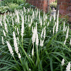 Liriope 'monroe white' - liriopa - Liriope 'Monroe White'
