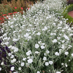 Lychnis 'alba' - kukučka - 9254104 Lychnis coronaria 'Alba' 01