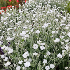 Lychnis 'alba' - kukučka - Lychnis 'Alba'