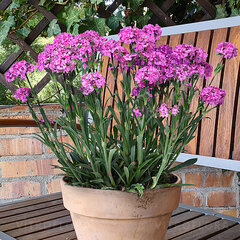 Lychnis 'cherry bubbles' - smolnička - 9254012 Lychnis viscaria 'Cherry Bubbles' 03