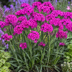 Lychnis 'cherry bubbles' - smolnička - Lychnis 'Cherry Bubbles' 