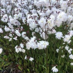Lychnis 'petit henri' - kukučka - 9252238 Lychnis flos-cuculi 'Petit Henri' 01