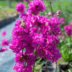 Lychnis vis. 'plena' - smolnička - 9251962 Lychnis viscaria 'Plena' 03