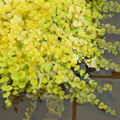 Lysimachia 'aurea' - čerkáč - 9253233 Lysimachia nummularia 'Aurea' 01