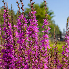 Lythrum 'dropmore purple' - vrbovka - 9254105 Lythrum salicaria 'Dropmore Purple' 02