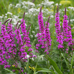 Lythrum 'robert' - vrbovka - 9251285 Lythrum salicaria 'Robert' 01