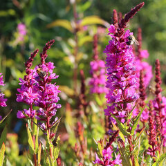 Lythrum 'robin' - vrbovka - 9252622 Lythrum salicaria 'Robin' 02