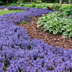 Ajuga 'chocolate chip' - zbehovec - Ajuga 'Chocolate Chip' 
