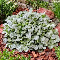 Ajuga 'princess elsa' - zbehovec - Ajuga 'Princess Elsa' 