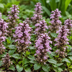 Ajuga 'rosea' - zbehovec - Ajuga 'Rosea' 
