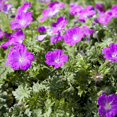 Geranium 'ankum's pride' - pakost - Geranium sang. 'Ankum's Pride' 2