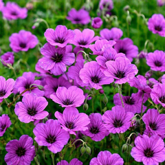 Geranium 'anne thomson' - pakost - Geranium 'Ann Thomson' - pakost 1