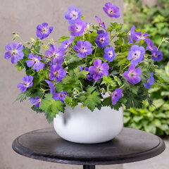 Geranium 'bloom me away' - pakost - Geranium 'Bloom Me Away' 2