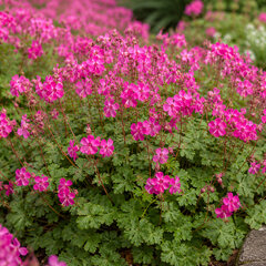 Geranium cant. 'intense' - pakost - Geranium × cantabrigiense 'Intense'