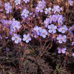 Geranium 'hocus-pocus' - pakost - Geranium_hocus_pocus_1