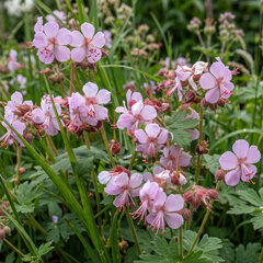 Geranium 'ingwersen's var.' - pakost - Geranium 'Ingwersen's Var.'
