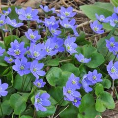 Hepatica nobilis - pečeňovník - 9251243 Hepatica nobilis 05
