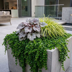 Lysimachia nummularia - čerkáč - Lysimachia nummularia 