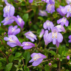Mazus reptans - mazus - Mazus reptans