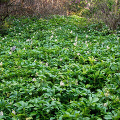 Pachysandra 'green carpet' - pachysandra - Pachysandra 'Green Carpet'