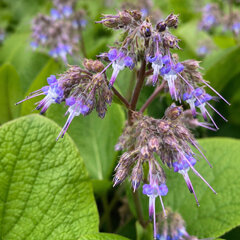 Trachystemon orientalis - Trachystemon orientalis kvet