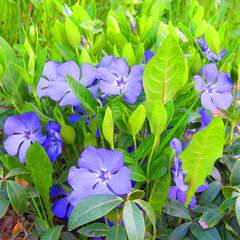 Vinca minor - zimozeleň - 9250502 Vinca minor 02