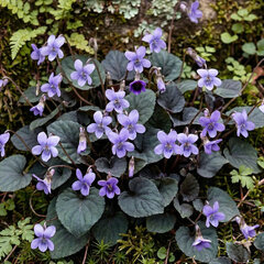 Viola labradorica - fialka - Viola labradorica 