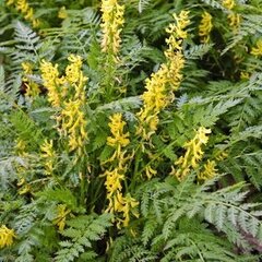 Corydalis 'pinyin' - dimnivka k1l - 9250907 Corydalis 'Pinyin' 03