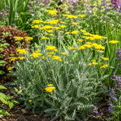 Achillea 'moonshine' - rebríček - Achillea 'Moonshine'